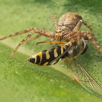 Spider and Hoverfly 2 